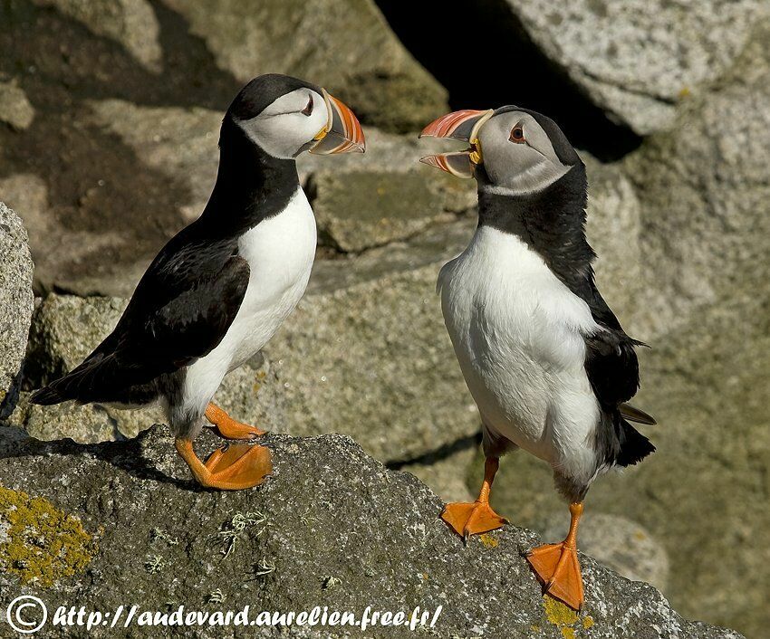 Atlantic Puffin