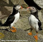 Atlantic Puffin