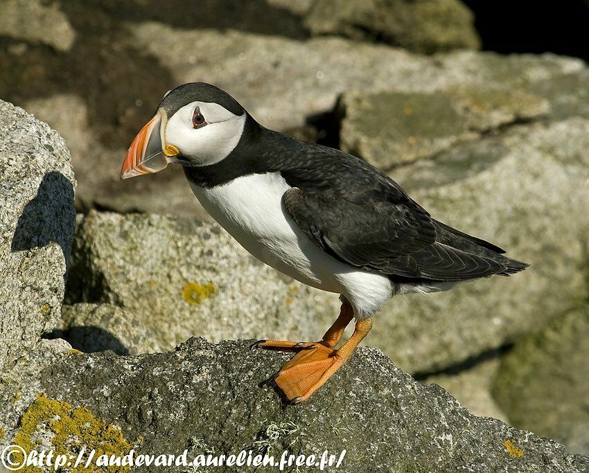 Atlantic Puffin