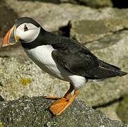 Atlantic Puffin