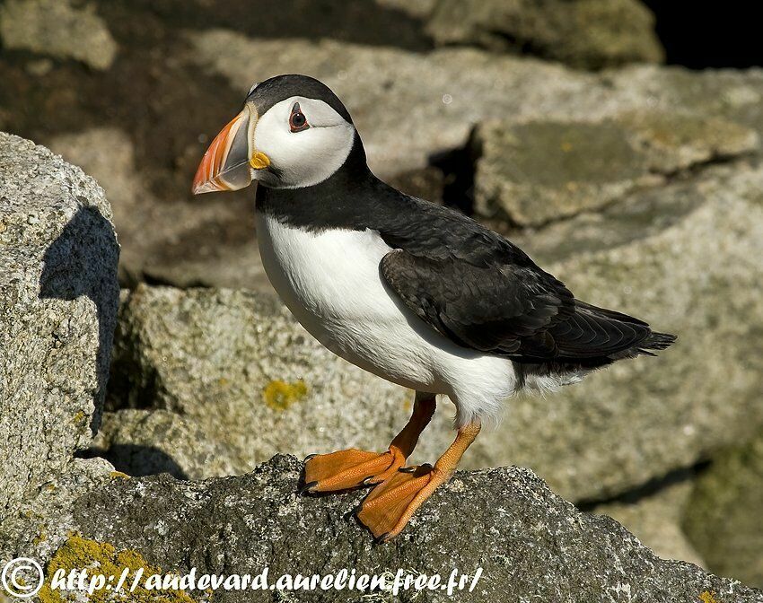 Atlantic Puffinadult breeding