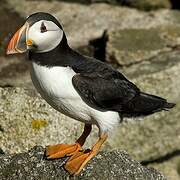 Atlantic Puffin