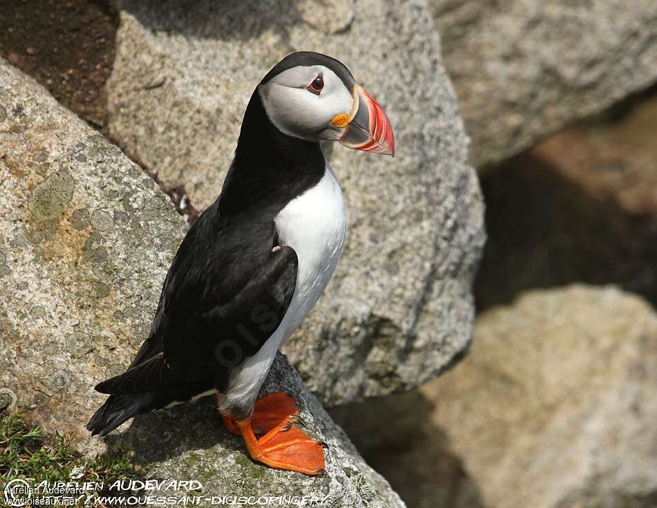 Atlantic Puffinadult breeding, identification