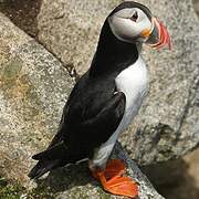 Atlantic Puffin