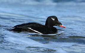 White-winged Scoter