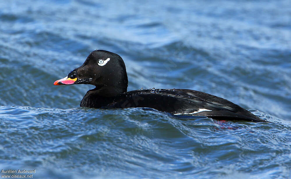 White-winged Scoter male adult breeding, close-up portrait, swimming