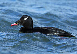 White-winged Scoter