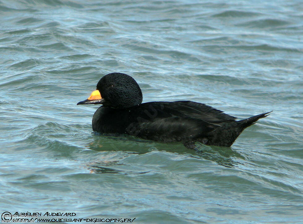 Macreuse à bec jaune mâle adulte, identification