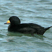 Black Scoter