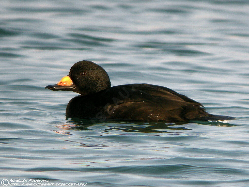 Macreuse à bec jaune mâle adulte, identification