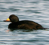 Black Scoter