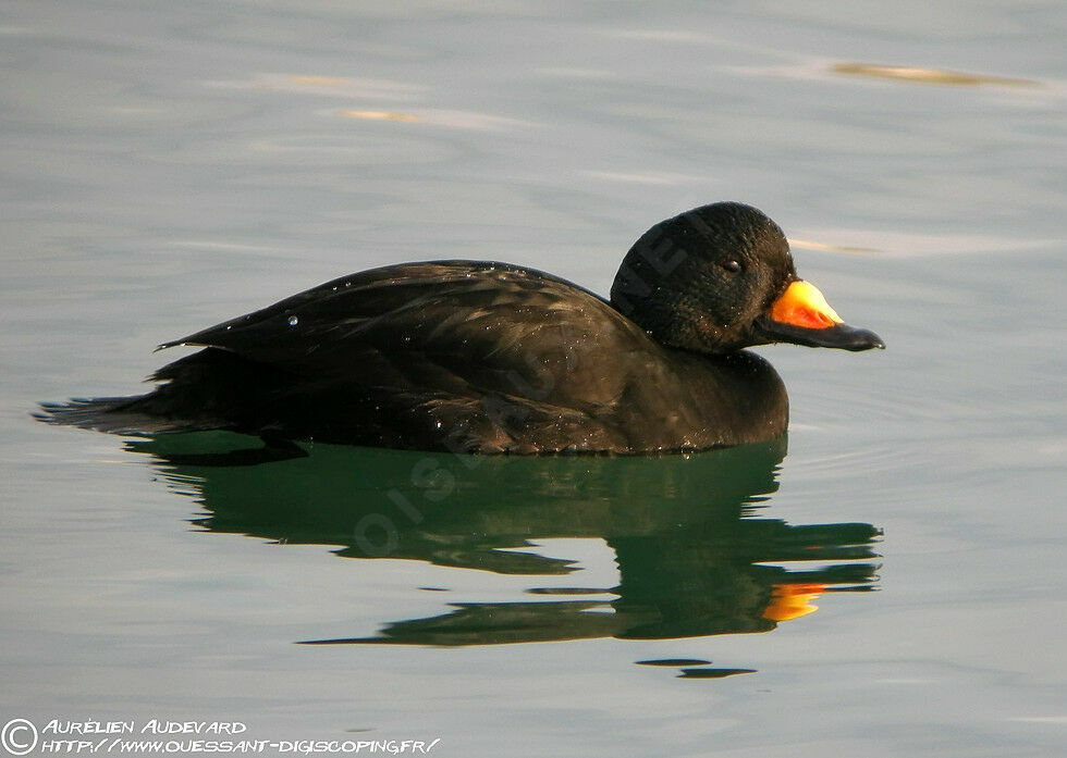 Black Scoter male adult breeding, identification