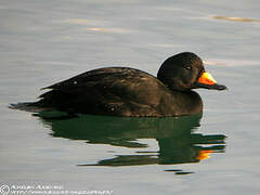 Black Scoter