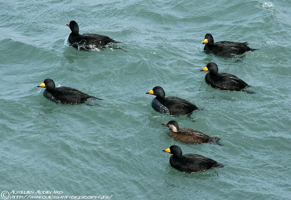 Black Scoter male adult breeding, identification