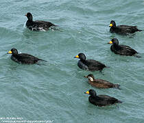 Black Scoter