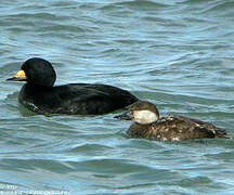 Black Scoter