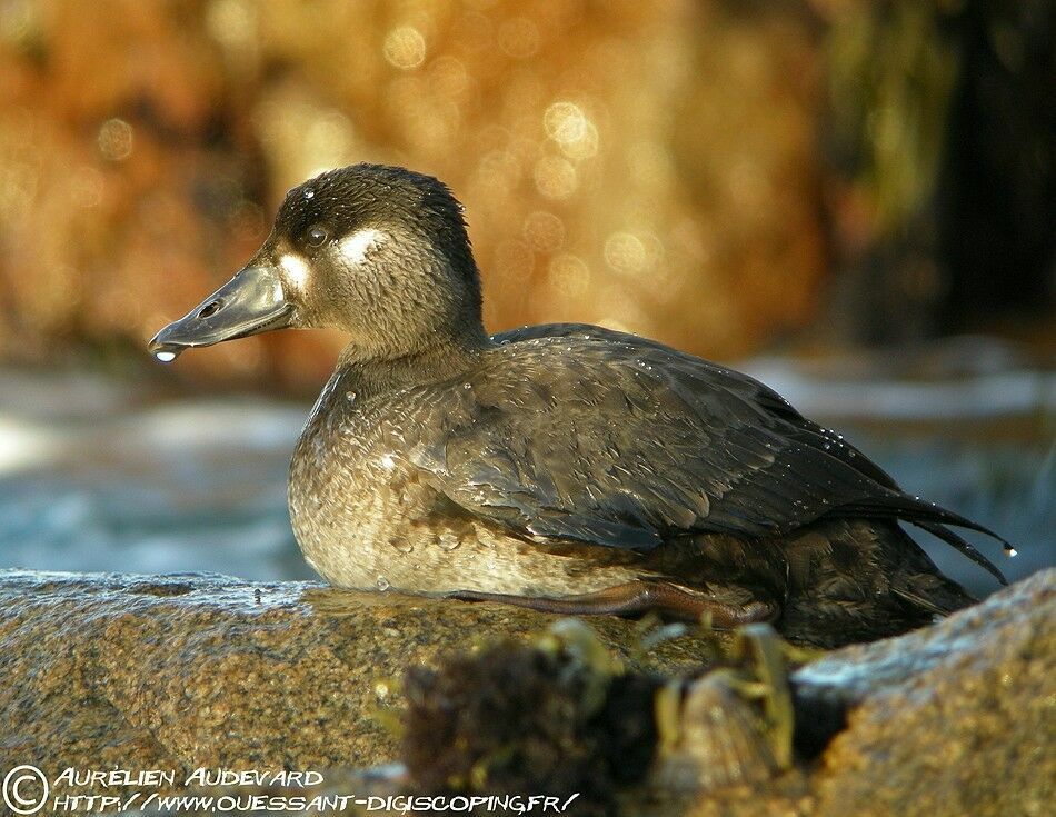 Surf Scoter