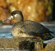 Surf Scoter