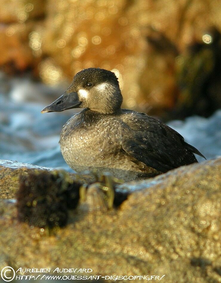 Surf Scoterimmature, identification