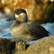 Surf Scoter