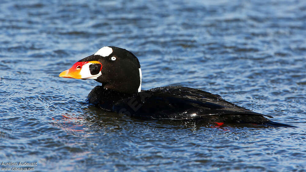 Surf Scoter male adult breeding, close-up portrait, pigmentation