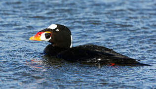 Surf Scoter