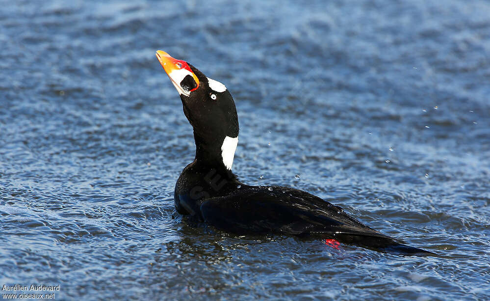 Surf Scoter male adult breeding, identification, courting display