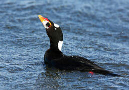 Surf Scoter