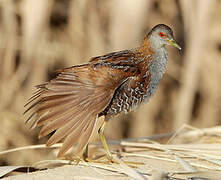 Baillon's Crake