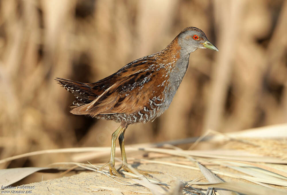 Marouette de Baillonadulte, identification