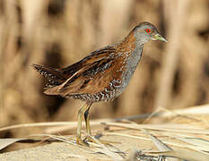 Baillon's Crake