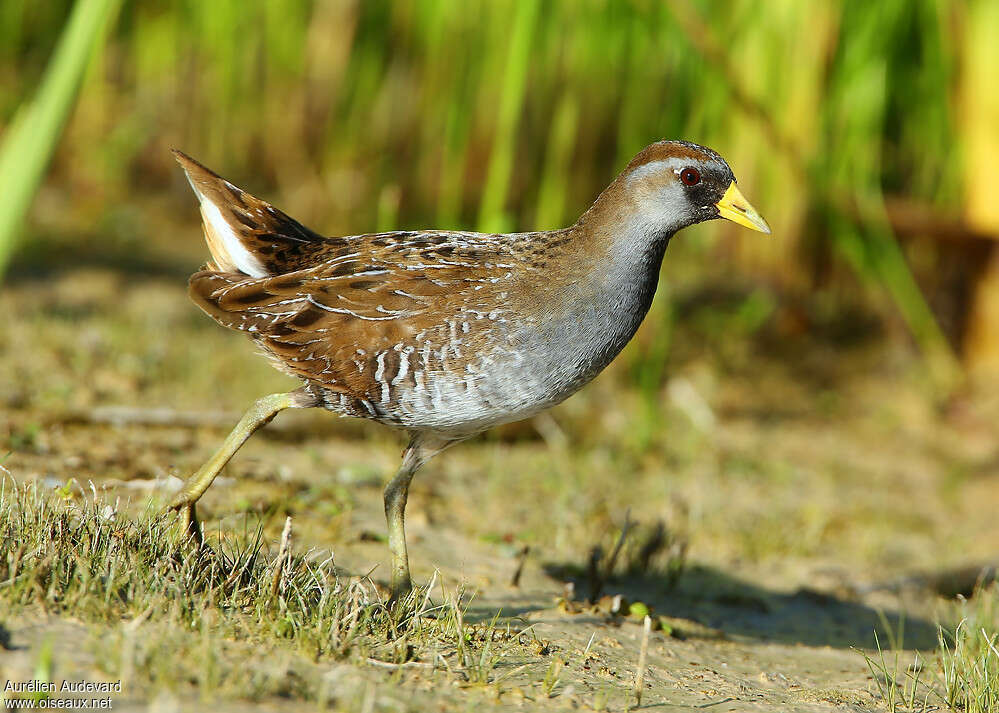 Sora male adult breeding, identification