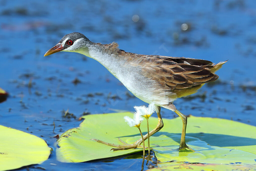 White-browed Crake