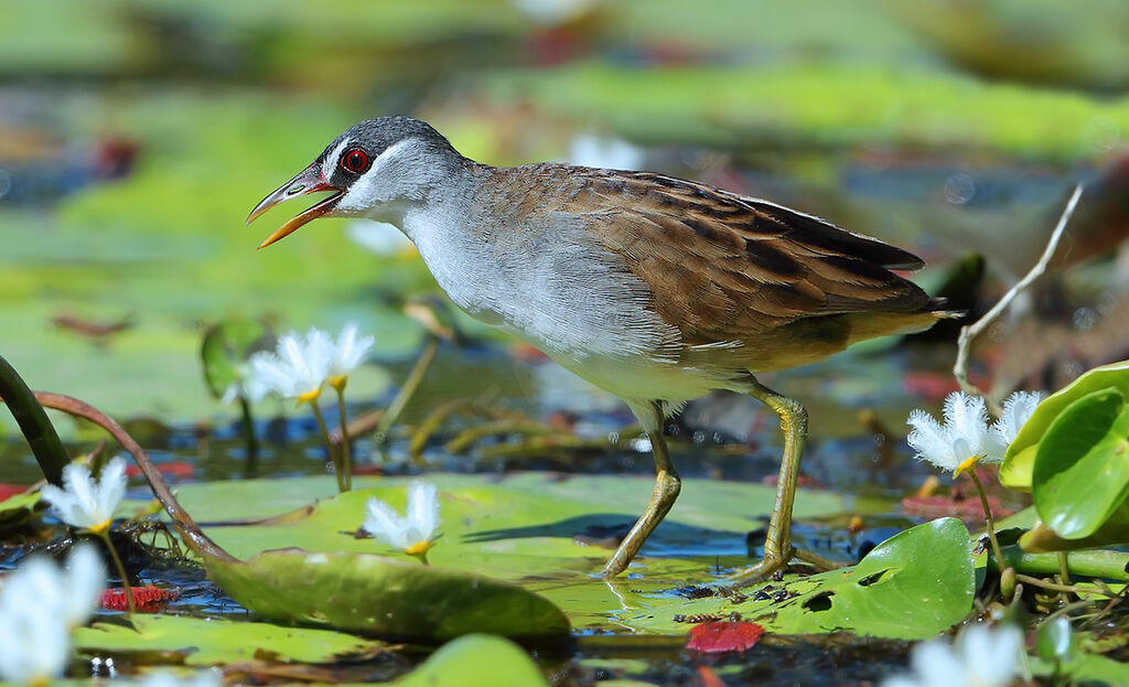 White-browed Crakeadult, identification