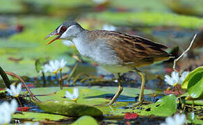 White-browed Crake