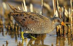 Spotted Crake