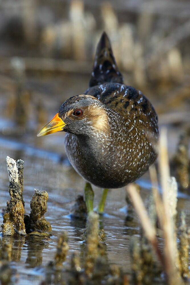 Spotted Crakeadult breeding, identification