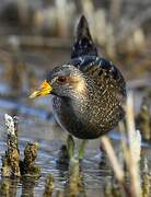 Spotted Crake