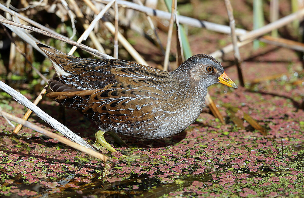 Spotted Crakeadult breeding, identification