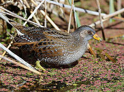 Spotted Crake