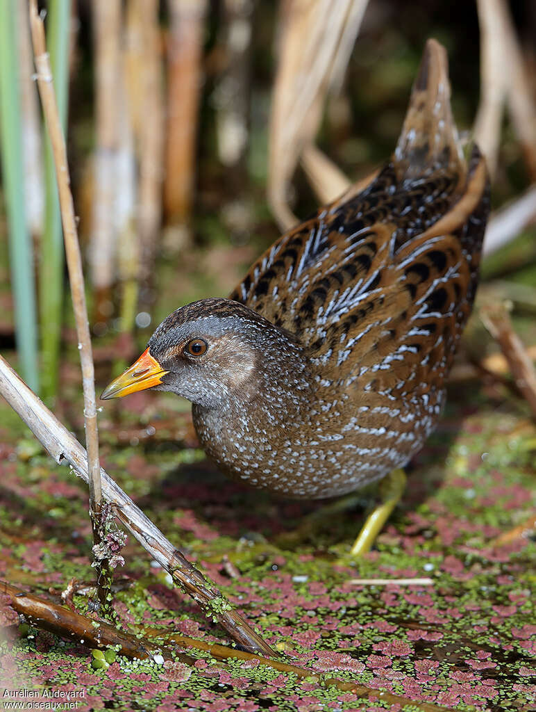 Spotted Crakeadult breeding, pigmentation, Behaviour