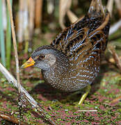 Spotted Crake