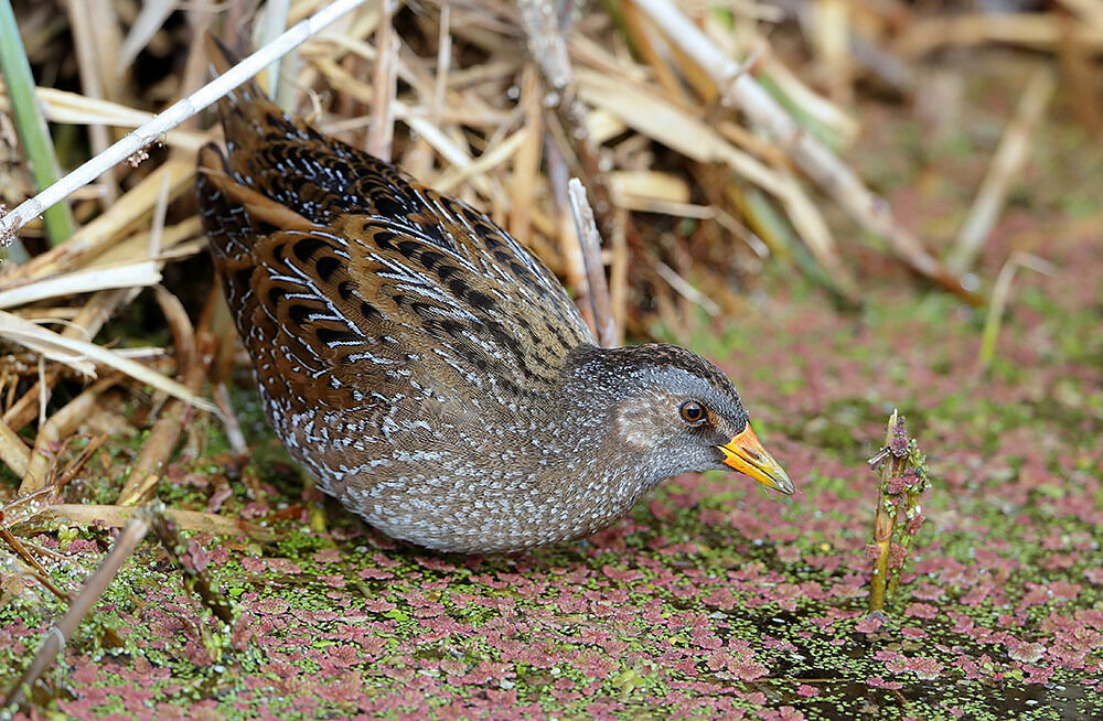 Marouette ponctuéeadulte nuptial, identification