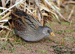 Spotted Crake