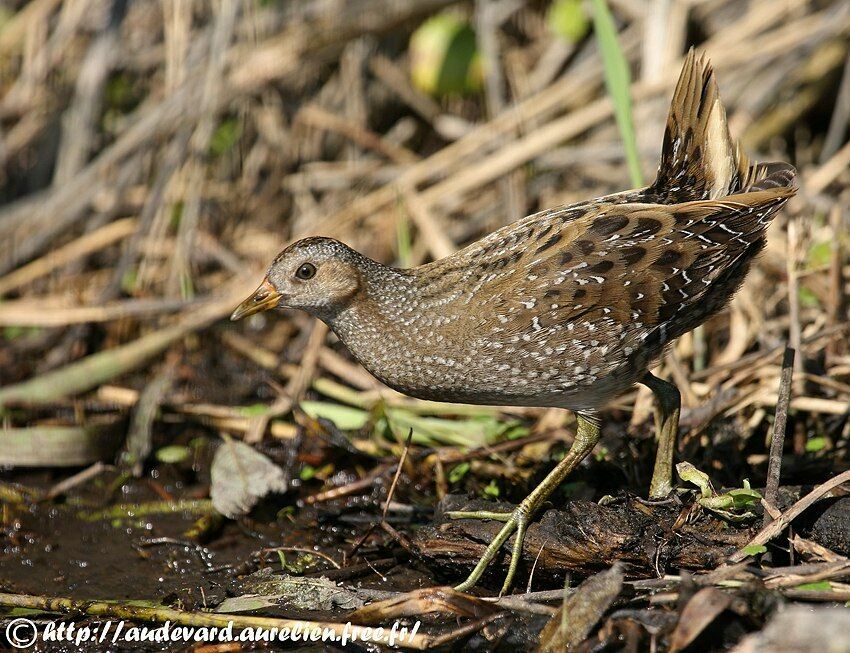 Spotted Crake