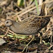 Spotted Crake