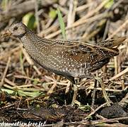 Spotted Crake