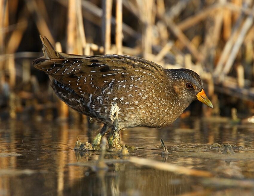 Spotted Crake