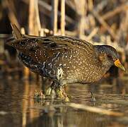 Spotted Crake