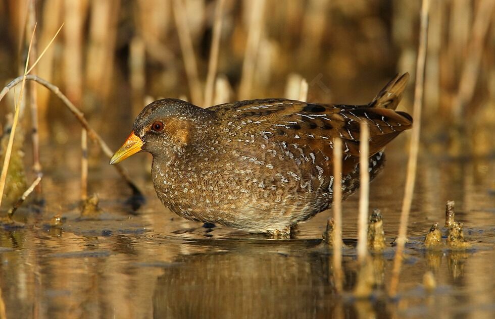 Spotted Crakeadult breeding